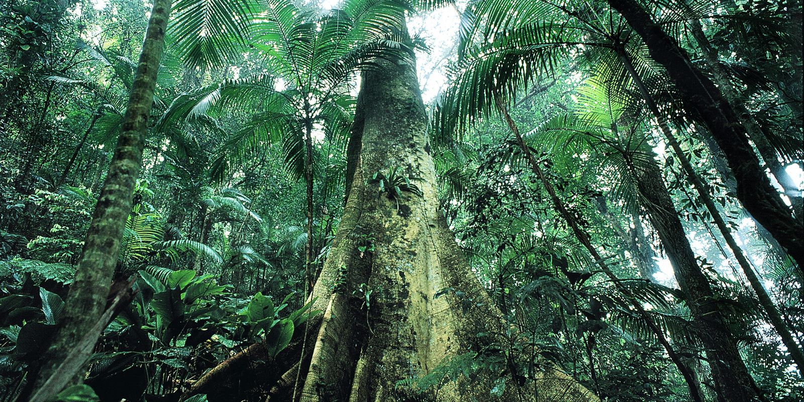 Justiça prolonga uso da Força Nacional em ações de proteção ambiental