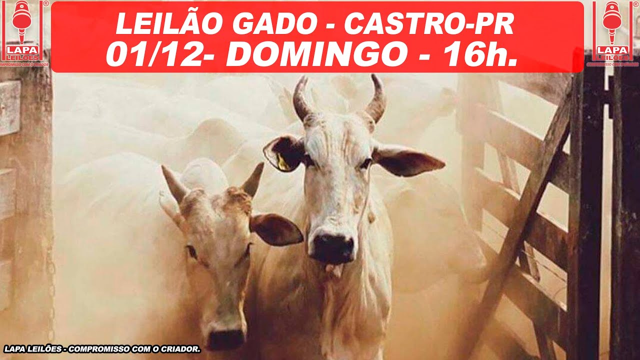 Vídeo: LAPA LEILÕES –  LEILÃO DE GADO GERAL  – 2024 | DOMINGO – 01/12- 16h – CASTRO/PR