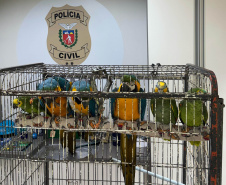 PCPR resgata araras e papagaios vítimas do tráfico de animais em Curitiba